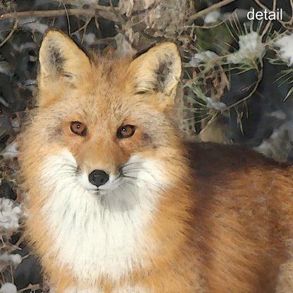 Watchful Fox Wrapped Canvas Print