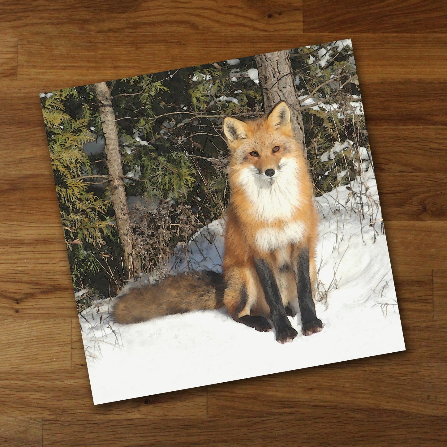 Curious Fox Fine Art Print, Unframed