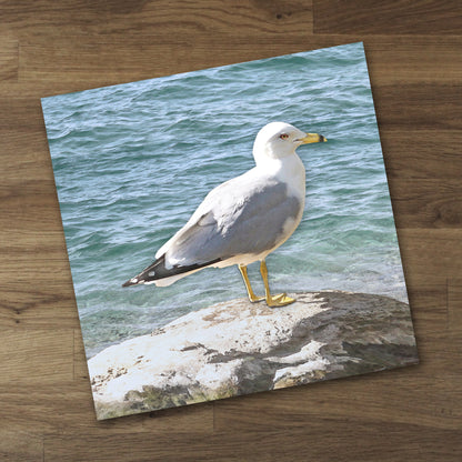 Seagull on a Rock Fine Art Print, Unframed