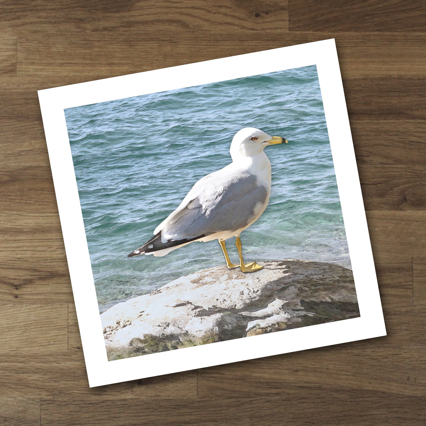 Seagull on a Rock Fine Art Print, Unframed