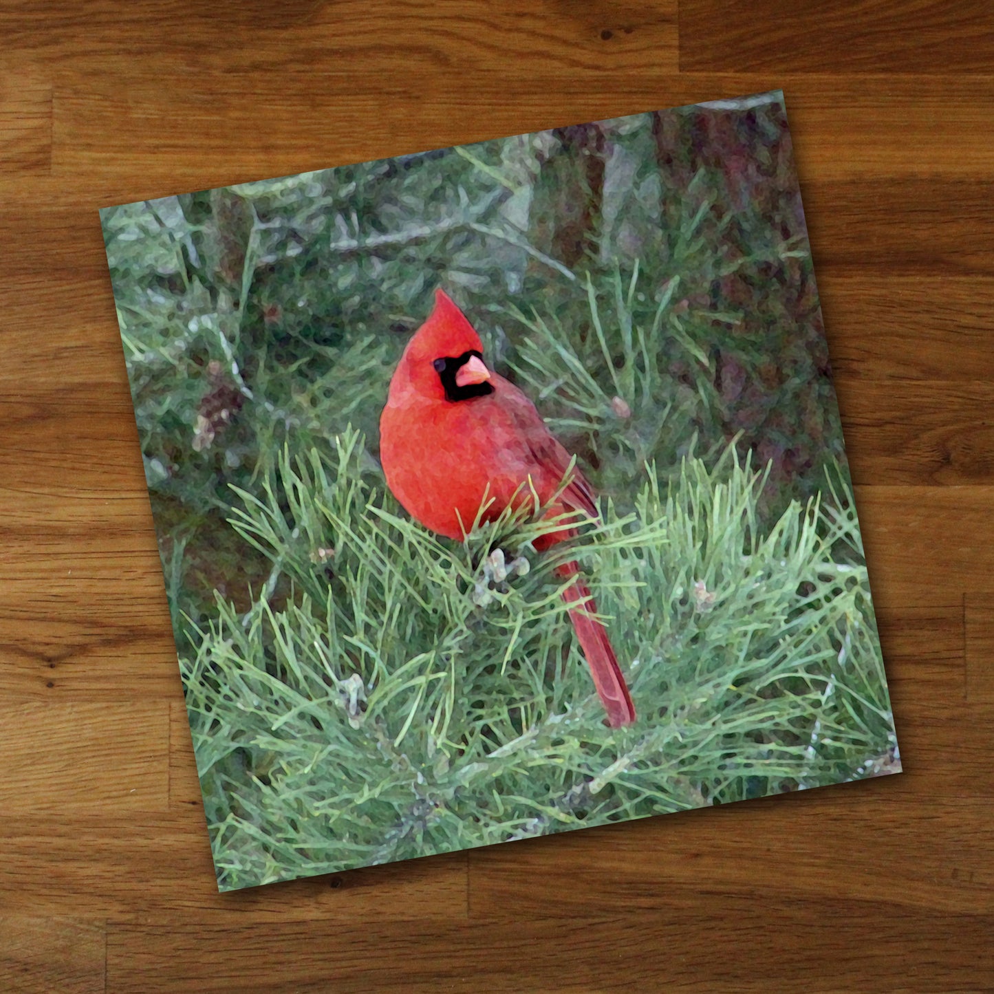 Red Cardinal Fine Art Print, Unframed
