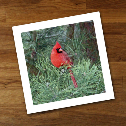 Red Cardinal Fine Art Print, Unframed