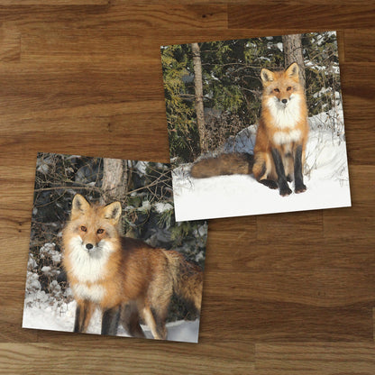 Set of 2 Wild Fox Fine Art Prints, Unframed