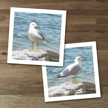 Set of 2 Seagull Fine Art Prints, Unframed