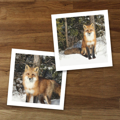 Set of 2 Wild Fox Fine Art Prints, Unframed