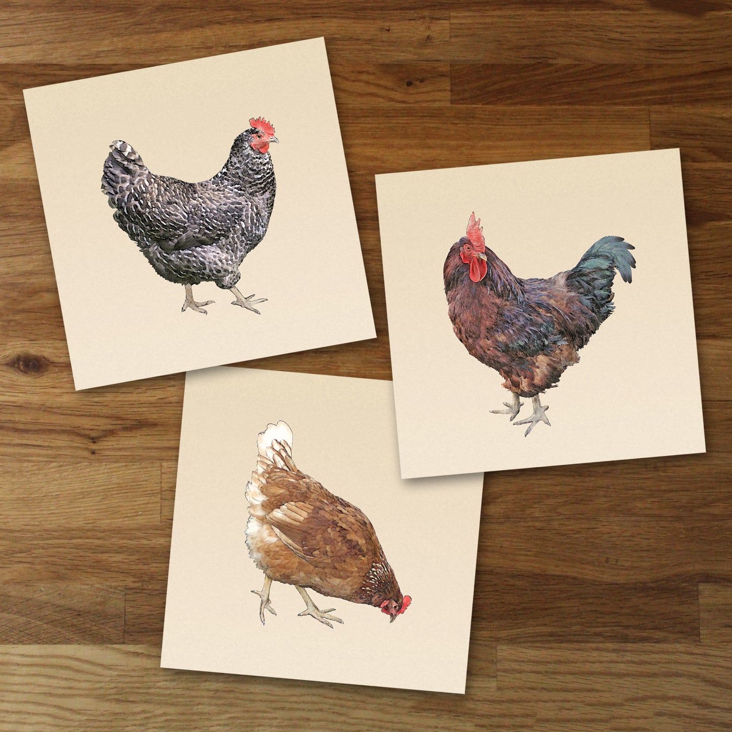 Set of 3 Chicken Fine Art Prints, Unframed