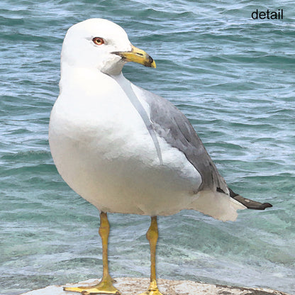 Set of 2 Seagull Fine Art Prints, Unframed
