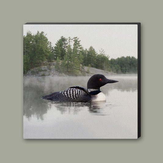 Loon on the Water Wrapped Canvas Print