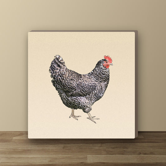 Barred Plymouth Rock Hen Wrapped Canvas Print