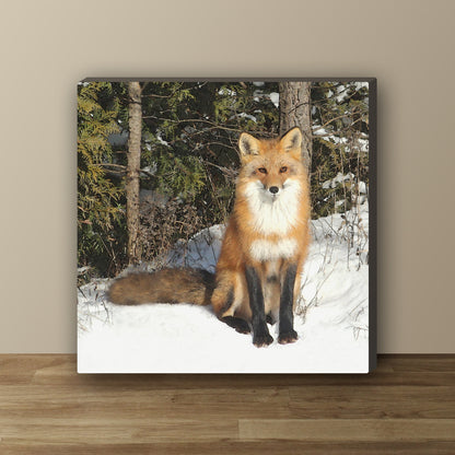 Curious Fox Wrapped Canvas Print