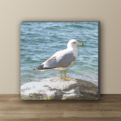 Seagull on a Rock Wrapped Canvas Print