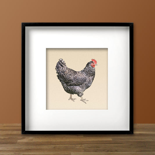Barred Plymouth Rock Chicken Fine Art Print, Unframed