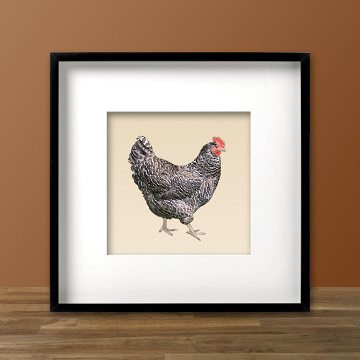 Set of 3 Chicken Fine Art Prints, Unframed