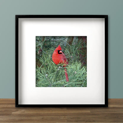 Red Cardinal Fine Art Print, Unframed