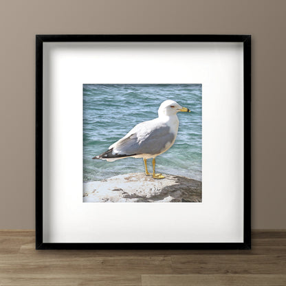 Seagull on a Rock Fine Art Print, Unframed