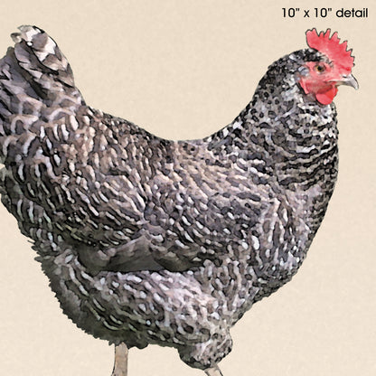 Barred Plymouth Rock Hen Designer Pillow, 18"x18"