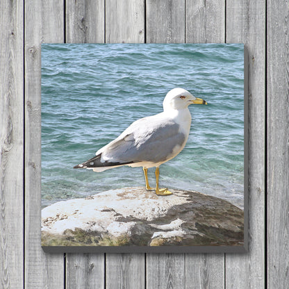 Seagull on a Rock Wrapped Canvas Print