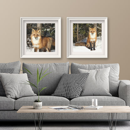 Set of 2 Wild Fox Fine Art Prints, Unframed