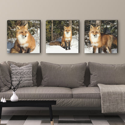 Set of 3 Fox Wrapped Canvas Prints