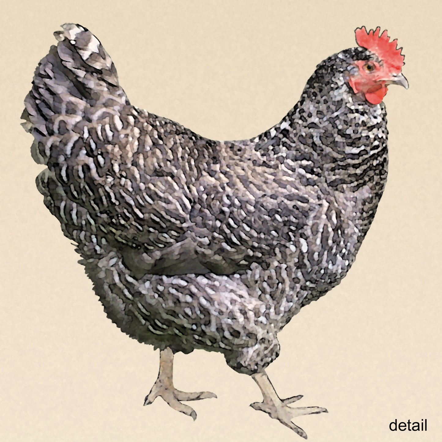 Barred Plymouth Rock Hen Designer Greeting Card