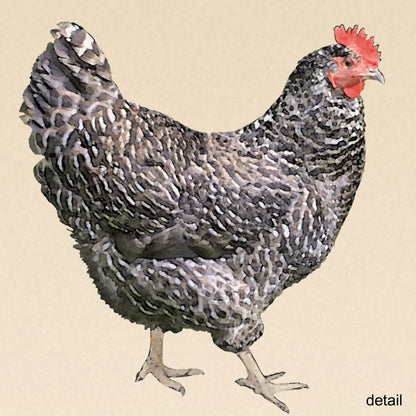 Barred Plymouth Rock Hen Wrapped Canvas Print