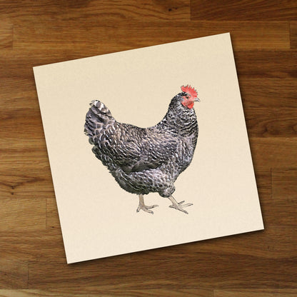 Barred Plymouth Rock Chicken Fine Art Print, Unframed