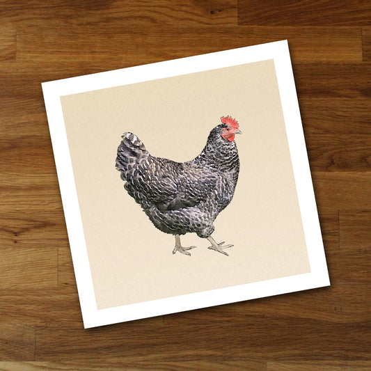 Barred Plymouth Rock Chicken Fine Art Print, Unframed