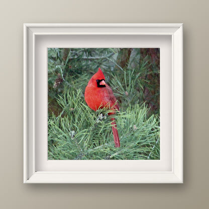 Red Cardinal Fine Art Print, Unframed