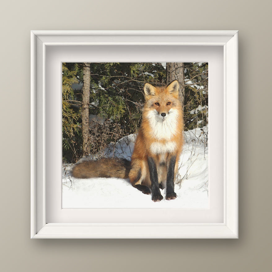 Curious Fox Fine Art Print, Unframed