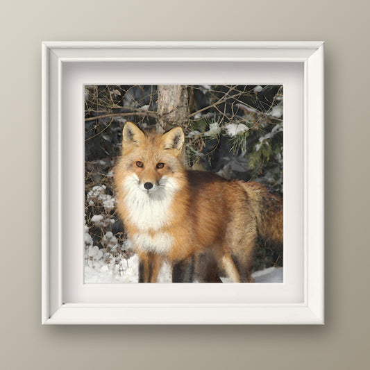 Watchful Fox Fine Art Print, Unframed