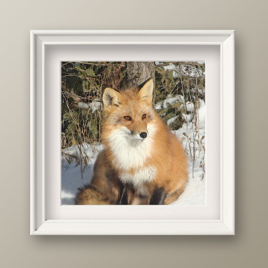 Beautiful Fox Fine Art Print, Unframed