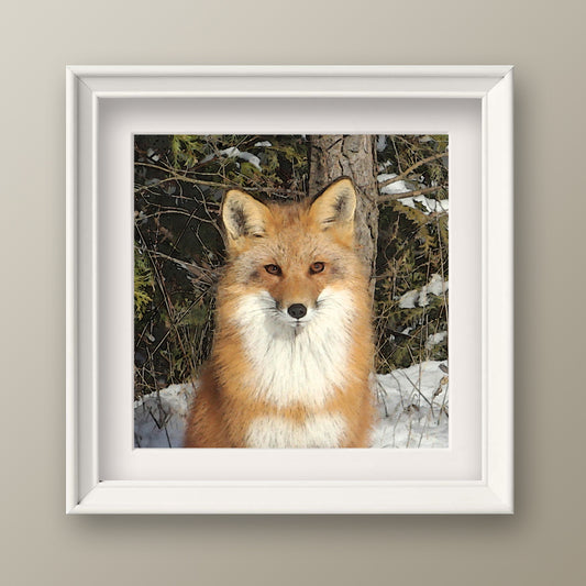 Red Fox Fine Art Print, Unframed