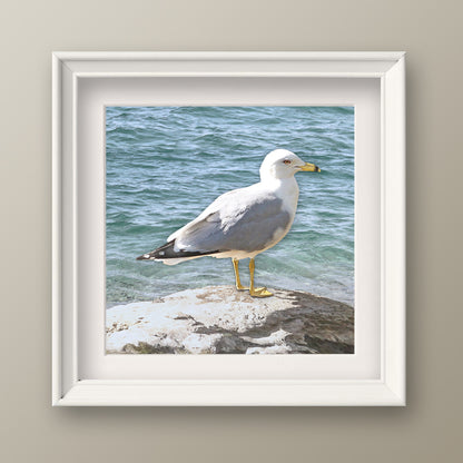 Set of 2 Seagull Fine Art Prints, Unframed