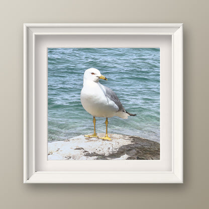 Set of 2 Seagull Fine Art Prints, Unframed