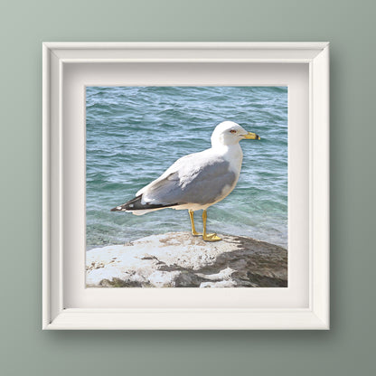 Seagull on a Rock Fine Art Print, Unframed