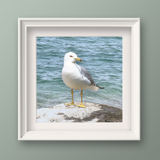 Seagull by the Shore Fine Art Print, Unframed