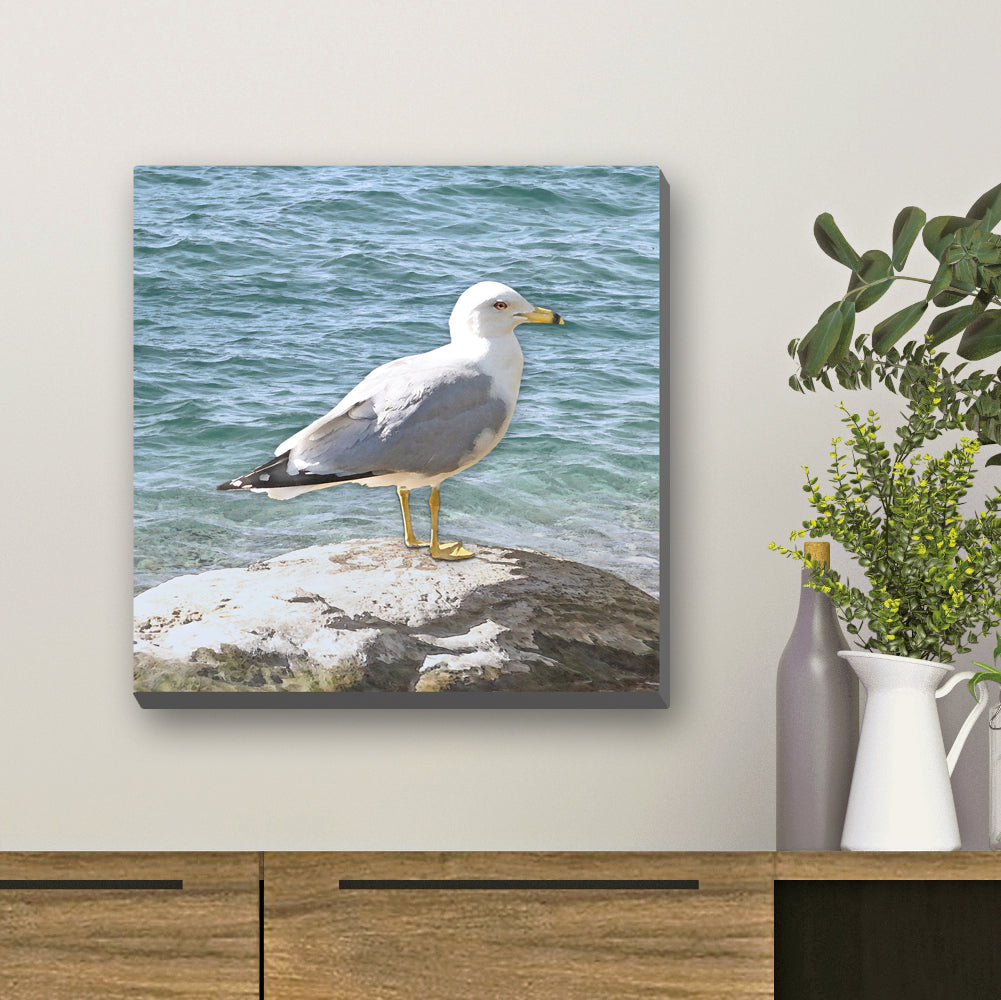 Seagull on a Rock Wrapped Canvas Print