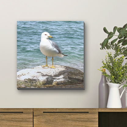 Seagull by the Shore Wrapped Canvas Print